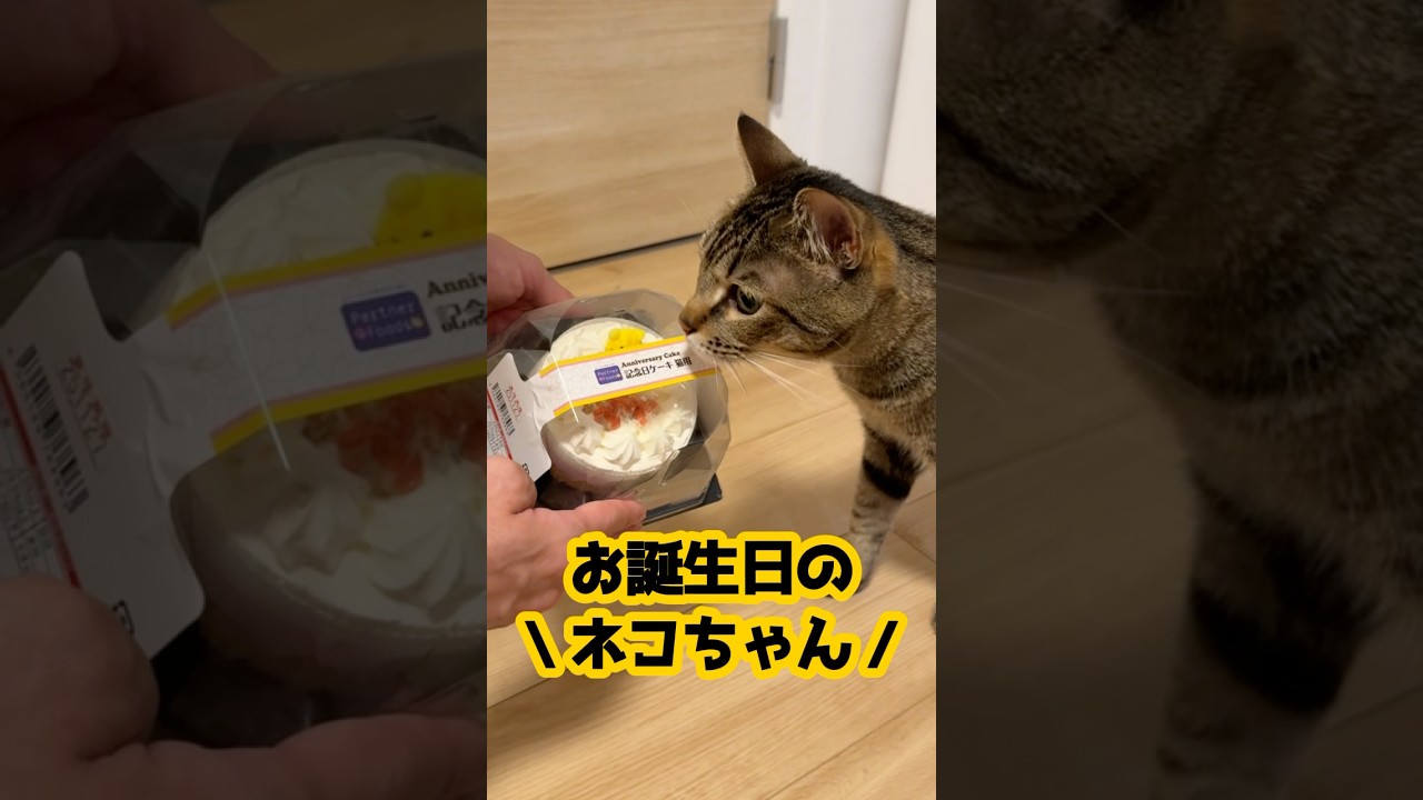 猫用ケーキに大興奮して喋りまくるネコ #保護猫 #ネコ #ねこのいる生活 #shorts