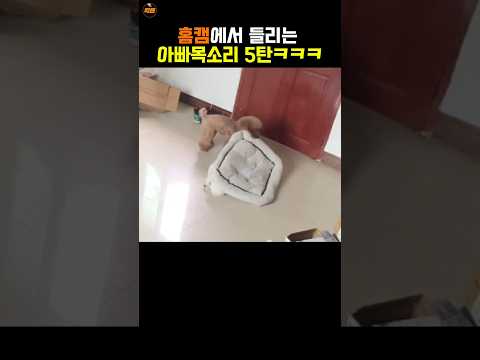홈캠에서 들리는 아빠목소리 5탄ㅋㅋㅋ