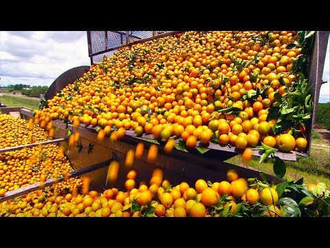 COMO se HACE el JUGO de NARANJA industrial 🍊| Producción en MASA de ZUMO de NARANJA