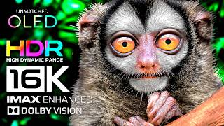 8K BEAUTIFUL ANIMALS KINGDOM: Animal Planet 8K VIDEO HDR 60FPS (Ultimate OLED TV Test) Animal Names