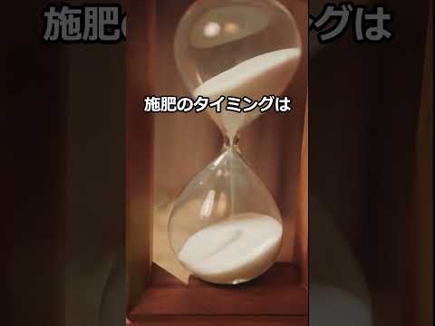 comment-faire-pousser-avocat-fixant-noyau-pot-verre-eau