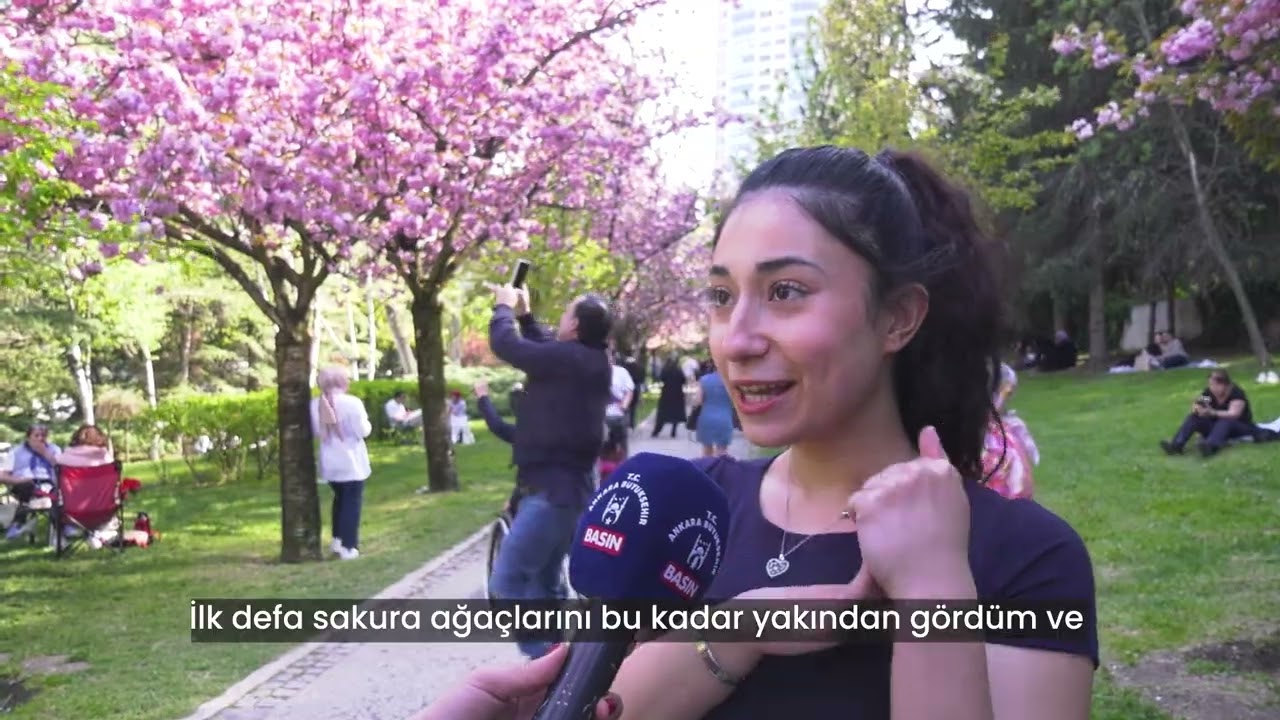 Baharın simgesi sakuralar çiçek açtı, Başkent baharı pembe ve beyazın en güzel tonlarıyla karşılıyor