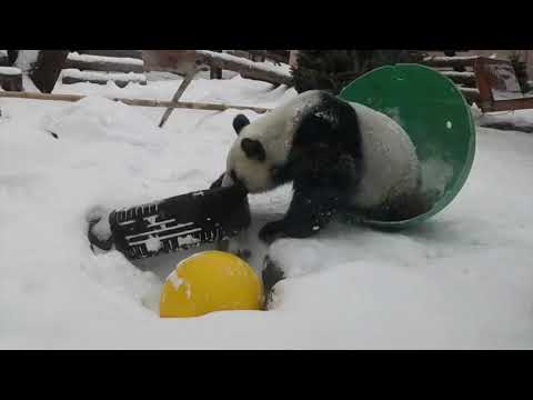 モスクワ動物園でパンダが雪を楽しむ (Panda enjoys snow in Moscow Zoo)