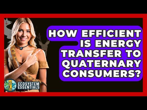 How Efficient Is Energy Transfer To Quaternary Consumers? - Ecosystem Essentials