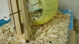 Download lagu [日常] 2018年最后一支'鼠片', 仓鼠村大改造前的最后画面.. mp3