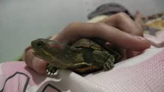 Download lagu Suara kura kura brazil 😅🤔😯 mp3 Download lagu Suara kura kura brazil 😅🤔😯 mp3