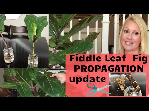 download lagu mp3 mp4 Moody Blooms, download lagu Moody Blooms gratis, unduh video klip Moody Blooms