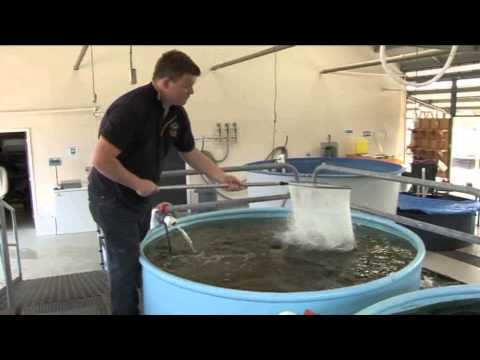 2012 GGAA Case Study: Great Southern Institute of Technology