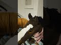 Rozsiodłaj Valverinę Po Treningu że Mną Hh Hobbyhorse Hobbyhorsing Horse Hobbyhorses