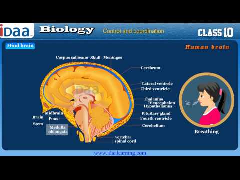 Parts Of Human Brain And Its Function Science Dept Parts Of Human Brain And Its Function Science Dept