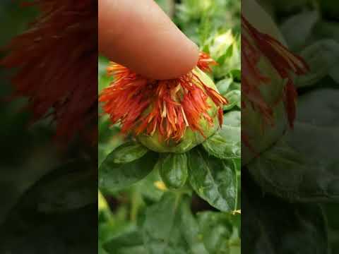 How to harvest safflower/fake saffron/ kasubha.