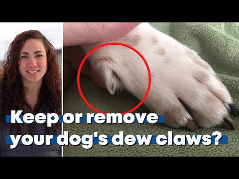 Dew or Don't? The Truth About Removing Dew Claws from a Veterinarian