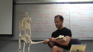 Download Lagu Introduction to Anatomy u0026 Explanation Shin and Ankle Loop Alignment for Yoga Thumbnail