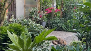 June garden tour 2026