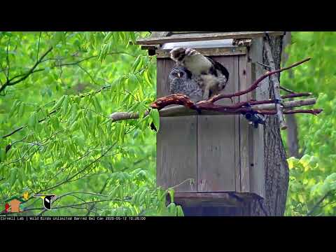 Female Barred Owl Squeezes By Owlet On Return To Nest Box – May 12, 2020