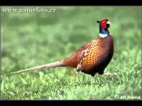 Salon Niezależnych - Bażant