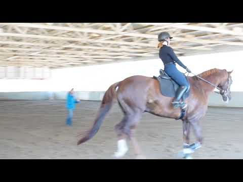 "Damiro" Canter: Proudly Offered for Sale: "Damiro" Canter Work