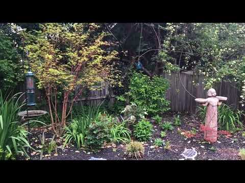 Dr A is awed by his Lady Banks rose in his garden in early April