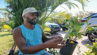 I'm Planting FRUIT Trees in My Front Yard