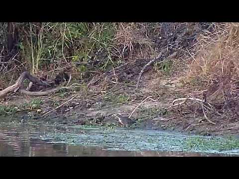 Djuma Private Game Reserve Live Stream