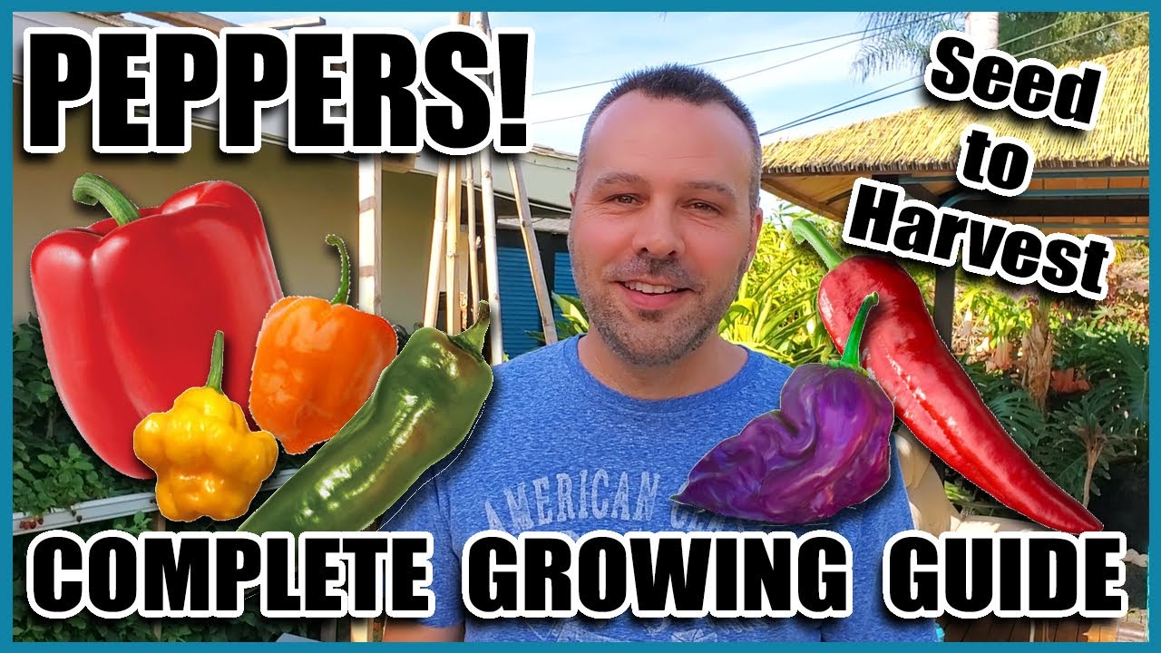 Pepper Growing Tips - Complete Gardening Guide on How to Grow Peppers // Grow More Peppers per Plant - YouTube
