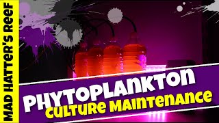 Phytoplankton Culture Maintenance