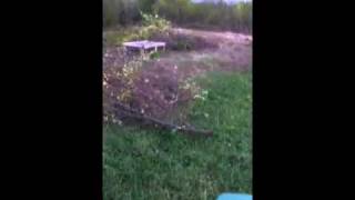 Handy Denny clearing brush!