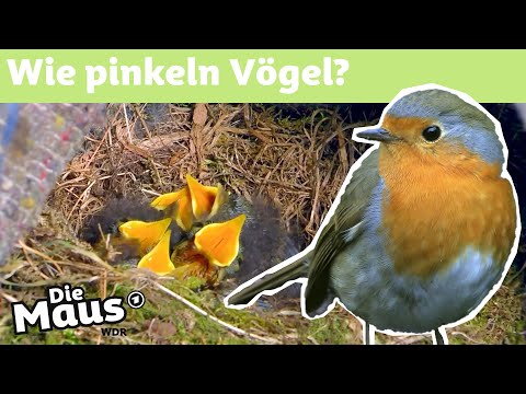 Machen Vögel ins Nest? | DieMaus | WDR