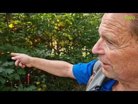 Roteiche in Süddeutschland - Nachkommenschaftsprüfung des AWG Bayern