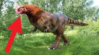 Bir Tavuktan Dinozorları Yeniden Canlandıran Bil