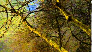 Blackbird Singing In The Dead Of Night