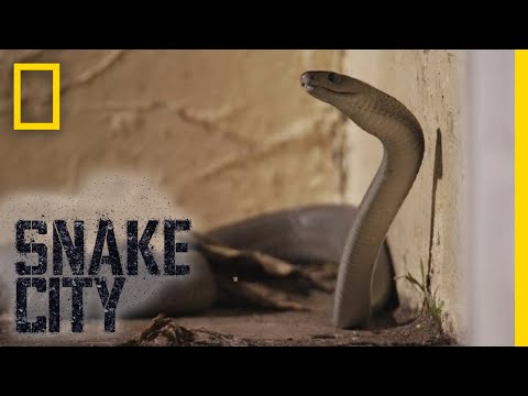 Encountering a Monster Mamba | Snake City