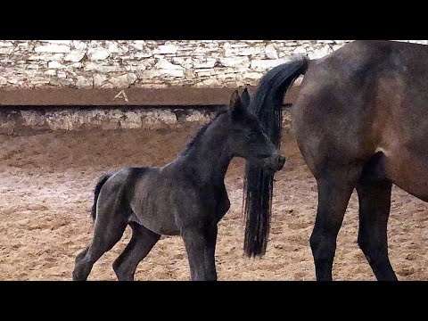 1,5 Tage alt: Stutfohlen von Fürst Magic x Totilas