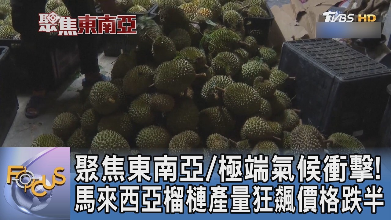 聚焦東南亞/極端氣候衝擊！馬來西亞榴槤產量狂飆價格跌半