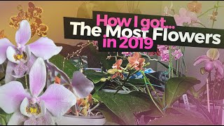 ORCHID TIPS: Getting more flowers from your Phalaenopsis + an update on my Macodes petola