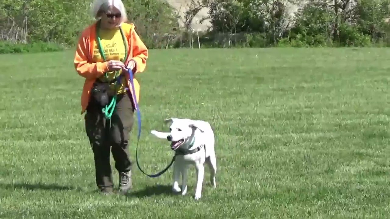 Enlarge Vinnie, a Adoptable Mixed Breed in Nashville, IN video 6/6