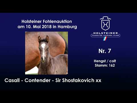 Holsteiner Fohlenauktion Hamburger Derby | Nr. 7 v. Casall - Contender