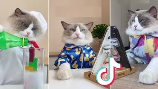 That Little Puff (Cooking Cat) Tiktok compilation 2022 | ƬƦЄƝƊƖƝƓ ƠƝ ƬƖƘƬƠƘ