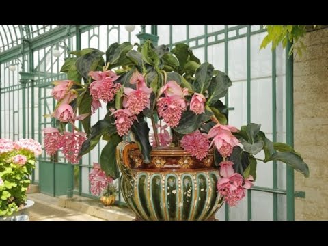 Magnificent Medinilla - Hogarmanía