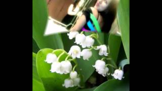 NO TE DEJARE DE AMAR ( LA MAFIA )