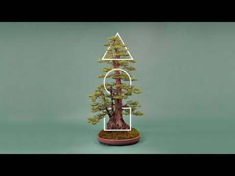 盆栽の解剖学: 盆栽の基本と、盆栽とは何なのかという質問への答えを学びます。