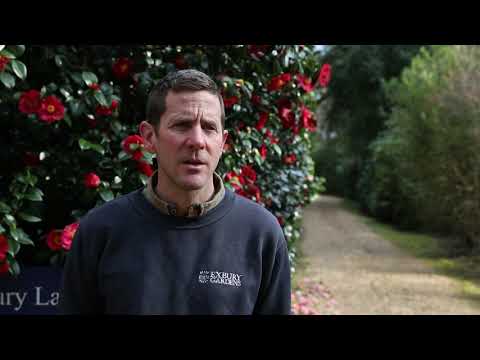 Caring for camellias with Exbury Gardens Head Gardener Tom Clarke