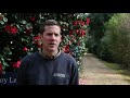 Caring for camellias with Exbury Gardens Head Gardener Tom Clarke