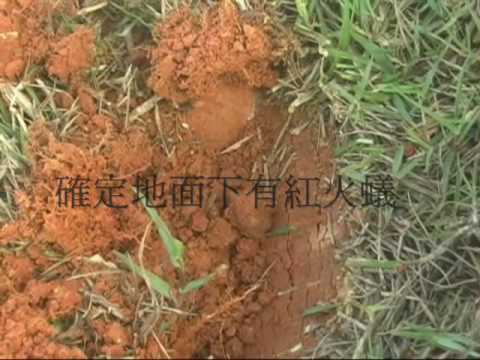 【ヒアリ】 台湾では「ヒアリ探索犬」の力を借りて、ヒアリの巣を早期発見 - pelicanmemo