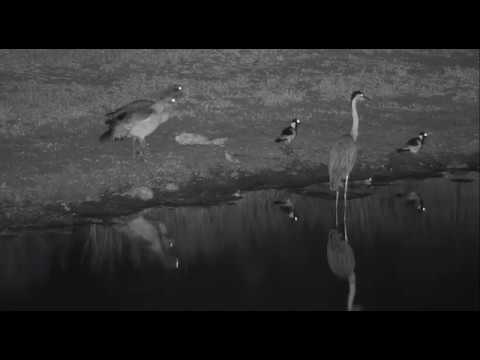 Puff Adder followed by dam birds (zoom)