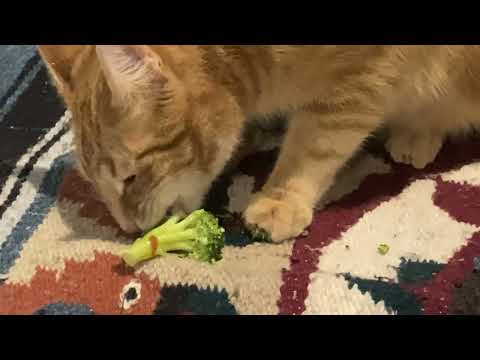 Cat v Broccoli