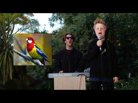 Eastern Rosella Song Lyrics – Miles Phillips