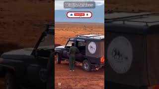 When your Big Cat Lion is Sick and need Medical Care, Kenya Safari