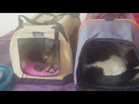 How to Train a Feral Cat to use a Pet Carrier for a Vet Visit