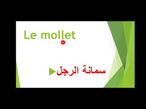 les parties du corps français arabe.            أعضاء الجسم باللغة الفرنسية مترجم